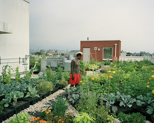 02_Seeds_to_Feed_Rooftop_Farm